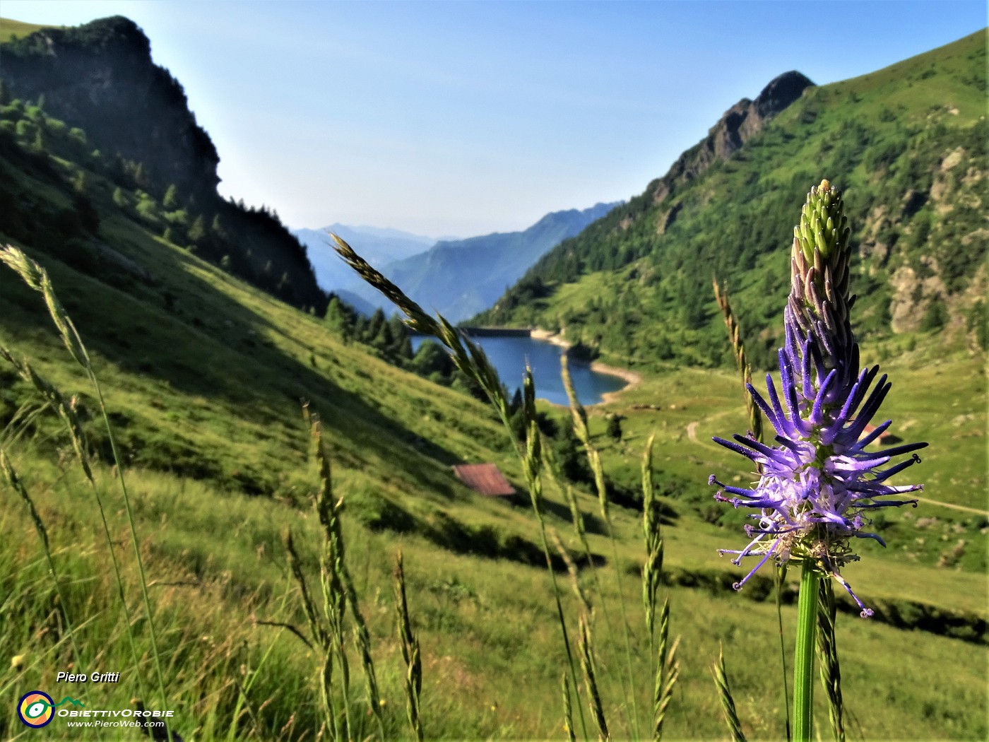 12 Phiteuma (Raponzolo) con vista sul Lago di Valmora.JPG